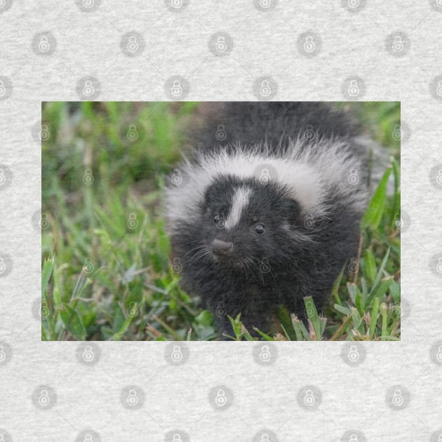 Baby Skunk Black and White Wildlife Photograph by SafariByMarisa